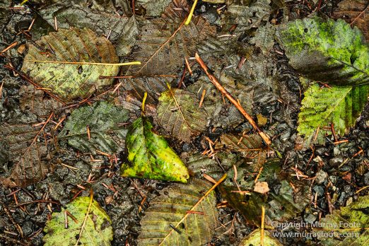Hoh Rain Forest, La Push, Landscape, Nature, Photography, Rainforest, Rialto Beach, seascape, Travel, USA, Washington, Wilderness