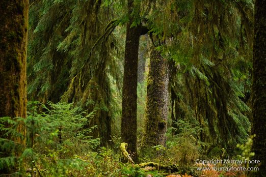 Hoh Rain Forest, La Push, Landscape, Nature, Photography, Rainforest, Rialto Beach, seascape, Travel, USA, Washington, Wilderness
