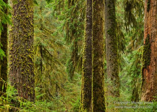 Hoh Rain Forest, La Push, Landscape, Nature, Photography, Rainforest, Rialto Beach, seascape, Travel, USA, Washington, Wilderness
