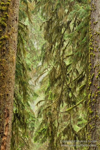 Hoh Rain Forest, La Push, Landscape, Nature, Photography, Rainforest, Rialto Beach, seascape, Travel, USA, Washington, Wilderness