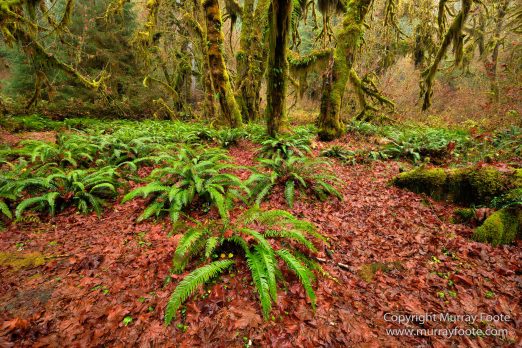 Hoh Rain Forest, La Push, Landscape, Nature, Photography, Rainforest, Rialto Beach, seascape, Travel, USA, Washington, Wilderness