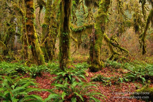 Hoh Rain Forest, La Push, Landscape, Nature, Photography, Rainforest, Rialto Beach, seascape, Travel, USA, Washington, Wilderness
