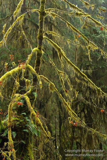 Hoh Rain Forest, La Push, Landscape, Nature, Photography, Rainforest, Rialto Beach, seascape, Travel, USA, Washington, Wilderness