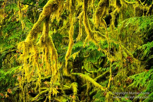 Hoh Rain Forest, La Push, Landscape, Nature, Photography, Rainforest, Rialto Beach, seascape, Travel, USA, Washington, Wilderness