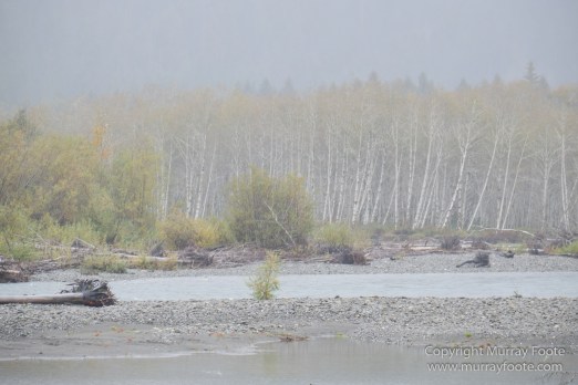 Hoh Rain Forest, La Push, Landscape, Nature, Photography, Rainforest, Rialto Beach, seascape, Travel, USA, Washington, Wilderness