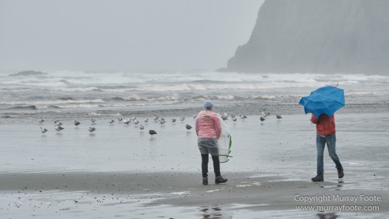 Hoh Rain Forest, La Push, Landscape, Nature, Photography, Rainforest, Rialto Beach, seascape, Travel, USA, Washington, Wilderness