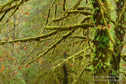 Hoh Rain Forest, La Push, Landscape, Nature, Photography, Rainforest, Rialto Beach, seascape, Travel, USA, Washington, Wilderness