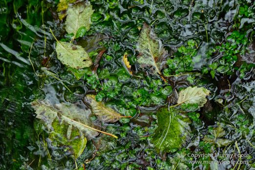 Hoh Rain Forest, La Push, Landscape, Nature, Photography, Rainforest, Rialto Beach, seascape, Travel, USA, Washington, Wilderness