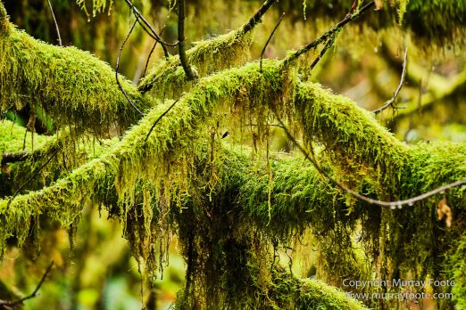 Hoh Rain Forest, La Push, Landscape, Nature, Photography, Rainforest, Rialto Beach, seascape, Travel, USA, Washington, Wilderness