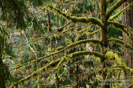 Hoh Rain Forest, La Push, Landscape, Nature, Photography, Rainforest, Rialto Beach, seascape, Travel, USA, Washington, Wilderness