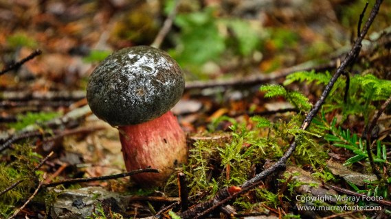 Hoh Rain Forest, La Push, Landscape, Nature, Photography, Rainforest, Rialto Beach, seascape, Travel, USA, Washington, Wilderness