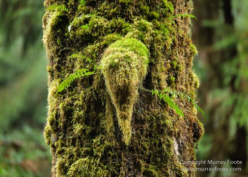 Hoh Rain Forest, La Push, Landscape, Nature, Photography, Rainforest, Rialto Beach, seascape, Travel, USA, Washington, Wilderness