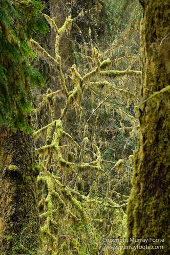 Hoh Rain Forest, La Push, Landscape, Nature, Photography, Rainforest, Rialto Beach, seascape, Travel, USA, Washington, Wilderness