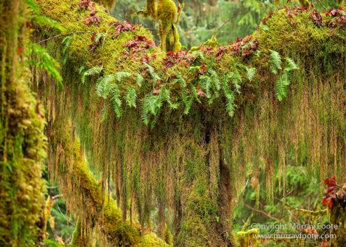 Hoh Rain Forest, La Push, Landscape, Nature, Photography, Rainforest, Rialto Beach, seascape, Travel, USA, Washington, Wilderness