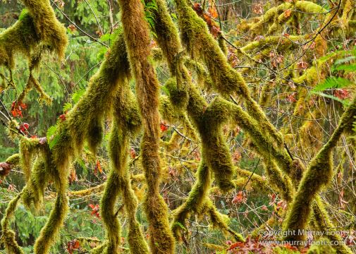 Hoh Rain Forest, La Push, Landscape, Nature, Photography, Rainforest, Rialto Beach, seascape, Travel, USA, Washington, Wilderness