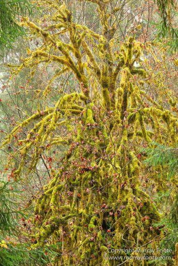 Hoh Rain Forest, La Push, Landscape, Nature, Photography, Rainforest, Rialto Beach, seascape, Travel, USA, Washington, Wilderness