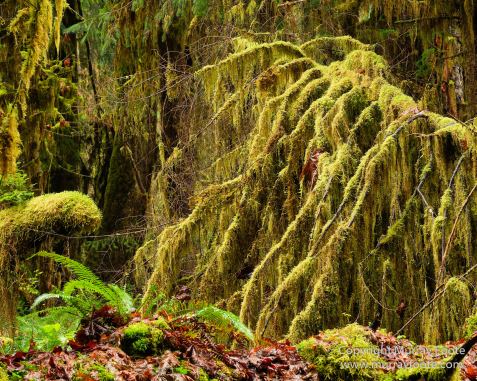 Hoh Rain Forest, La Push, Landscape, Nature, Photography, Rainforest, Rialto Beach, seascape, Travel, USA, Washington, Wilderness