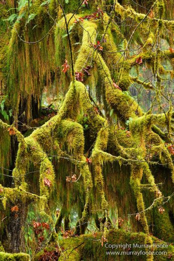 Hoh Rain Forest, La Push, Landscape, Nature, Photography, Rainforest, Rialto Beach, seascape, Travel, USA, Washington, Wilderness