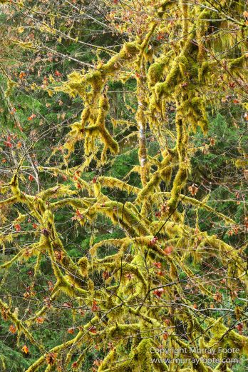 Hoh Rain Forest, La Push, Landscape, Nature, Photography, Rainforest, Rialto Beach, seascape, Travel, USA, Washington, Wilderness