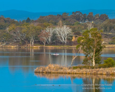 Australia, Birds, Black Swans, Canberra, Cunningham's Skink, Eastern Bearded Dragon, Focus stacking, Kangaroos, Landscape, Macro, Nature, Photography, Superb Parrots, Travel, Wildlife