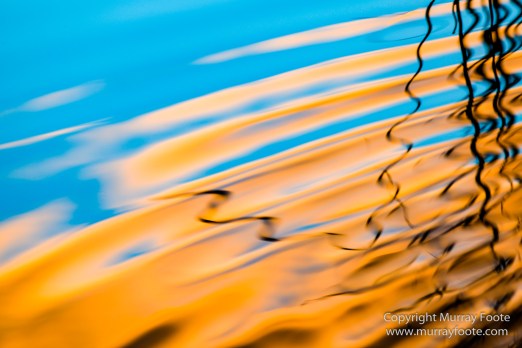 Australia, Birds, Black Swans, Canberra, Cunningham's Skink, Eastern Bearded Dragon, Focus stacking, Kangaroos, Landscape, Macro, Nature, Photography, Superb Parrots, Travel, Wildlife