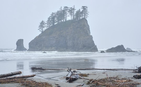 La Push, Landscape, Macro, Nature, Photography, seascape, Second Beach, Travel, USA, Washington, Wilderness, Wildlife