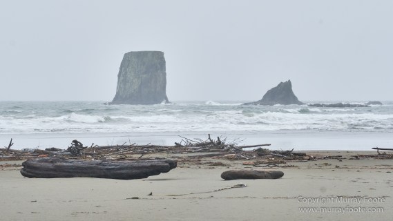 La Push, Landscape, Macro, Nature, Photography, seascape, Second Beach, Travel, USA, Washington, Wilderness, Wildlife