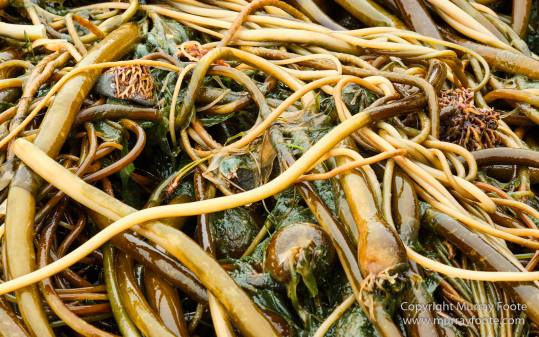 La Push, Landscape, Macro, Nature, Photography, seascape, Second Beach, Travel, USA, Washington, Wilderness, Wildlife