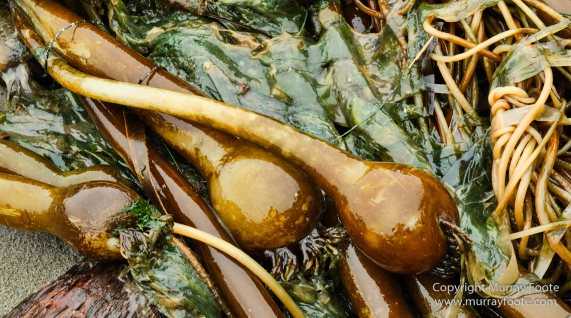 La Push, Landscape, Macro, Nature, Photography, seascape, Second Beach, Travel, USA, Washington, Wilderness, Wildlife