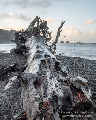 La Push, Landscape, Mt Walker Viewpoint, Nature, Photography, seascape, Travel, USA, Washington, Wilderness, Wildlife