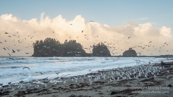 La Push, Landscape, Mt Walker Viewpoint, Nature, Photography, seascape, Travel, USA, Washington, Wilderness, Wildlife
