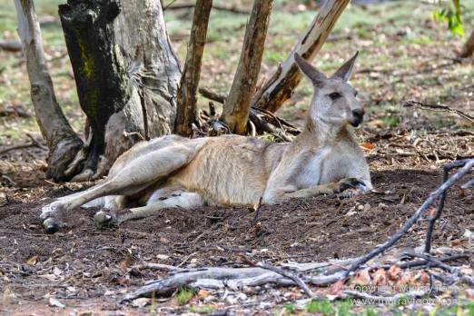 Australia, Birds, Black Swans, Canberra, Cunningham's Skink, Eastern Bearded Dragon, Focus stacking, Kangaroos, Landscape, Macro, Nature, Photography, Superb Parrots, Travel, Wildlife