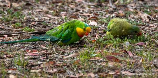 Australia, Birds, Black Swans, Canberra, Cunningham's Skink, Eastern Bearded Dragon, Focus stacking, Kangaroos, Landscape, Macro, Nature, Photography, Superb Parrots, Travel, Wildlife
