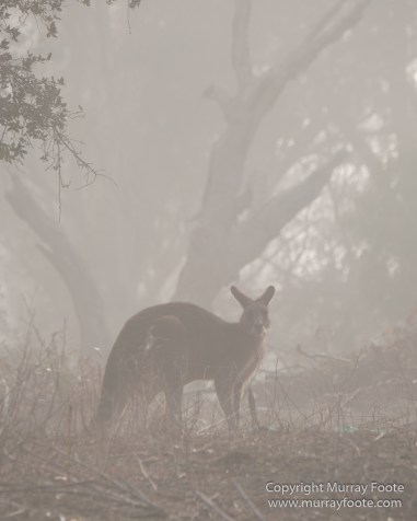 Australia, Birds, Black Swans, Canberra, Cunningham's Skink, Eastern Bearded Dragon, Focus stacking, Kangaroos, Landscape, Macro, Nature, Photography, Superb Parrots, Travel, Wildlife