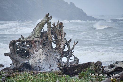 La Push, Landscape, Macro, Nature, Photography, seascape, Second Beach, Travel, USA, Washington, Wilderness, Wildlife