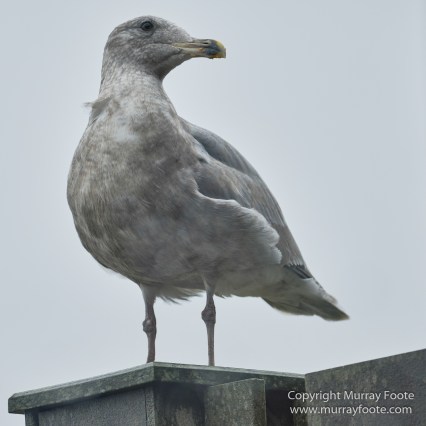 La Push, Landscape, Macro, Nature, Photography, seascape, Second Beach, Travel, USA, Washington, Wilderness, Wildlife