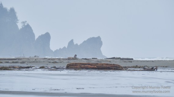 La Push, Landscape, Macro, Nature, Photography, seascape, Second Beach, Travel, USA, Washington, Wilderness, Wildlife
