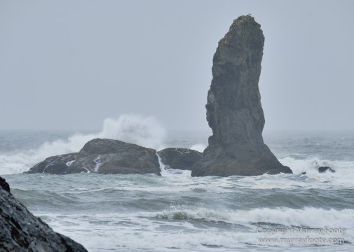 La Push, Landscape, Macro, Nature, Photography, seascape, Second Beach, Travel, USA, Washington, Wilderness, Wildlife