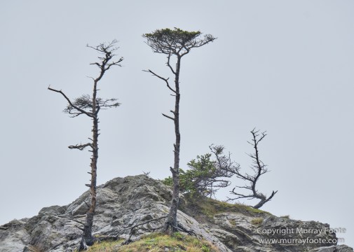 La Push, Landscape, Macro, Nature, Photography, seascape, Second Beach, Travel, USA, Washington, Wilderness, Wildlife