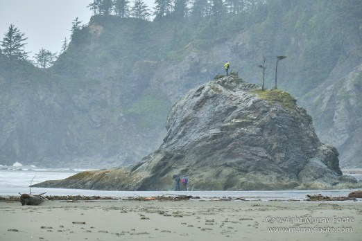 La Push, Landscape, Macro, Nature, Photography, seascape, Second Beach, Travel, USA, Washington, Wilderness, Wildlife