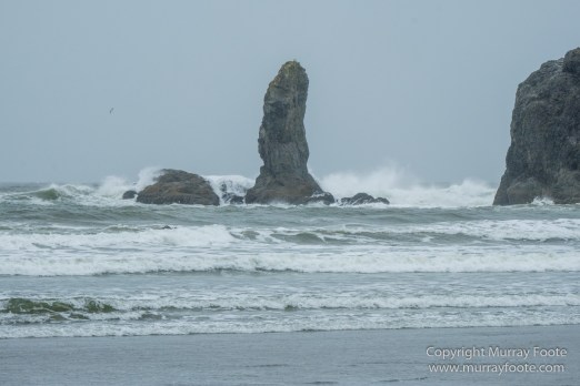 La Push, Landscape, Macro, Nature, Photography, seascape, Second Beach, Travel, USA, Washington, Wilderness, Wildlife