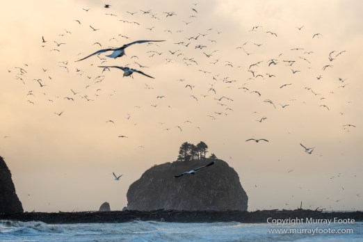 La Push, Landscape, Mt Walker Viewpoint, Nature, Photography, seascape, Travel, USA, Washington, Wilderness, Wildlife