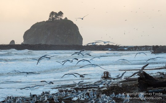 La Push, Landscape, Mt Walker Viewpoint, Nature, Photography, seascape, Travel, USA, Washington, Wilderness, Wildlife