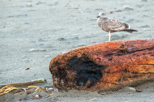 La Push, Landscape, Mt Walker Viewpoint, Nature, Photography, seascape, Travel, USA, Washington, Wilderness, Wildlife