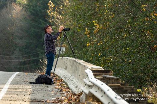 La Push, Landscape, Mt Walker Viewpoint, Nature, Photography, seascape, Travel, USA, Washington, Wilderness, Wildlife