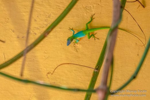 Art, Cars, Cuba, Horses, Live Music, Photography, Street photography, Travel, Trinidad de Cuba, Wildlife