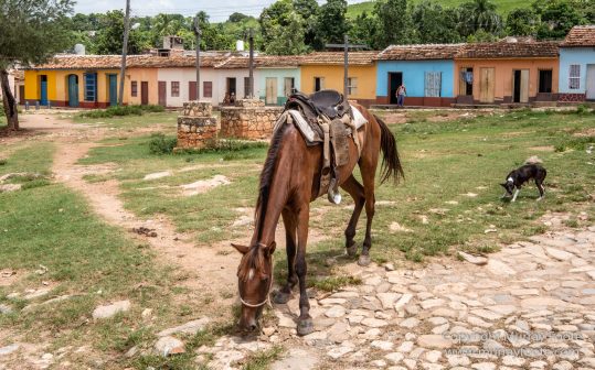 Art, Cars, Cuba, Horses, Live Music, Photography, Street photography, Travel, Trinidad de Cuba, Wildlife