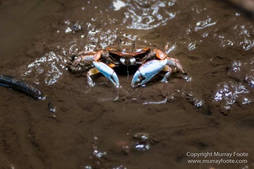 Egrets, Kota Kinabalu, Kota Kinabalu Wetland Ramsar Site, Mangroves, Nature, Photography, Sabah, Travel, Wilderness, Wildlife