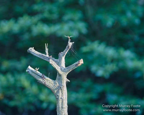 Egrets, Kota Kinabalu, Kota Kinabalu Wetland Ramsar Site, Mangroves, Nature, Photography, Sabah, Travel, Wilderness, Wildlife