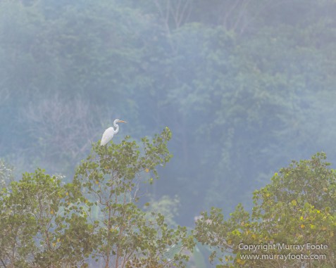 Egrets, Kota Kinabalu, Kota Kinabalu Wetland Ramsar Site, Mangroves, Nature, Photography, Sabah, Travel, Wilderness, Wildlife